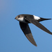 Swifts - Photo (c) Tom Mills, some rights reserved (CC BY-NC), uploaded by Tom Mills