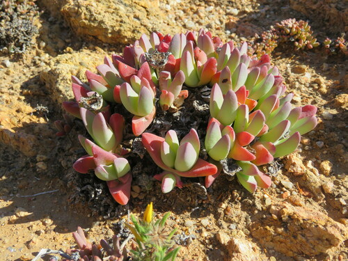 Mesembryanthemum lectum N.E.Br.