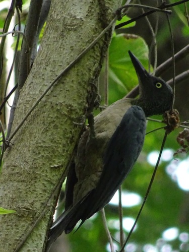 Mulleripicus fulvus