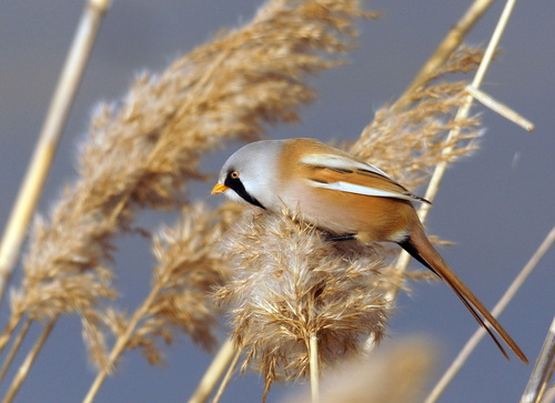 Bigotudo (Panurus biarmicus)
