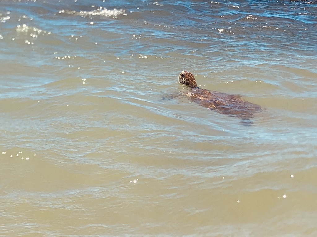 Green Sea Turtle In January 2024 By Marcoantoniozamith INaturalist   Large 