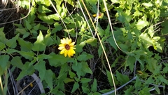 Helianthus debilis