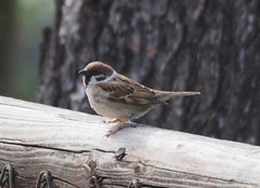 Passer montanus