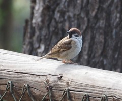 Passer montanus