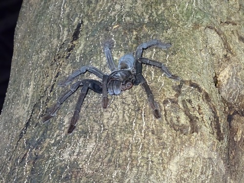 Photo of Sulawesi Black Tarantula (Lampropelma carpenteri)