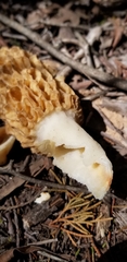 Morchella esculenta