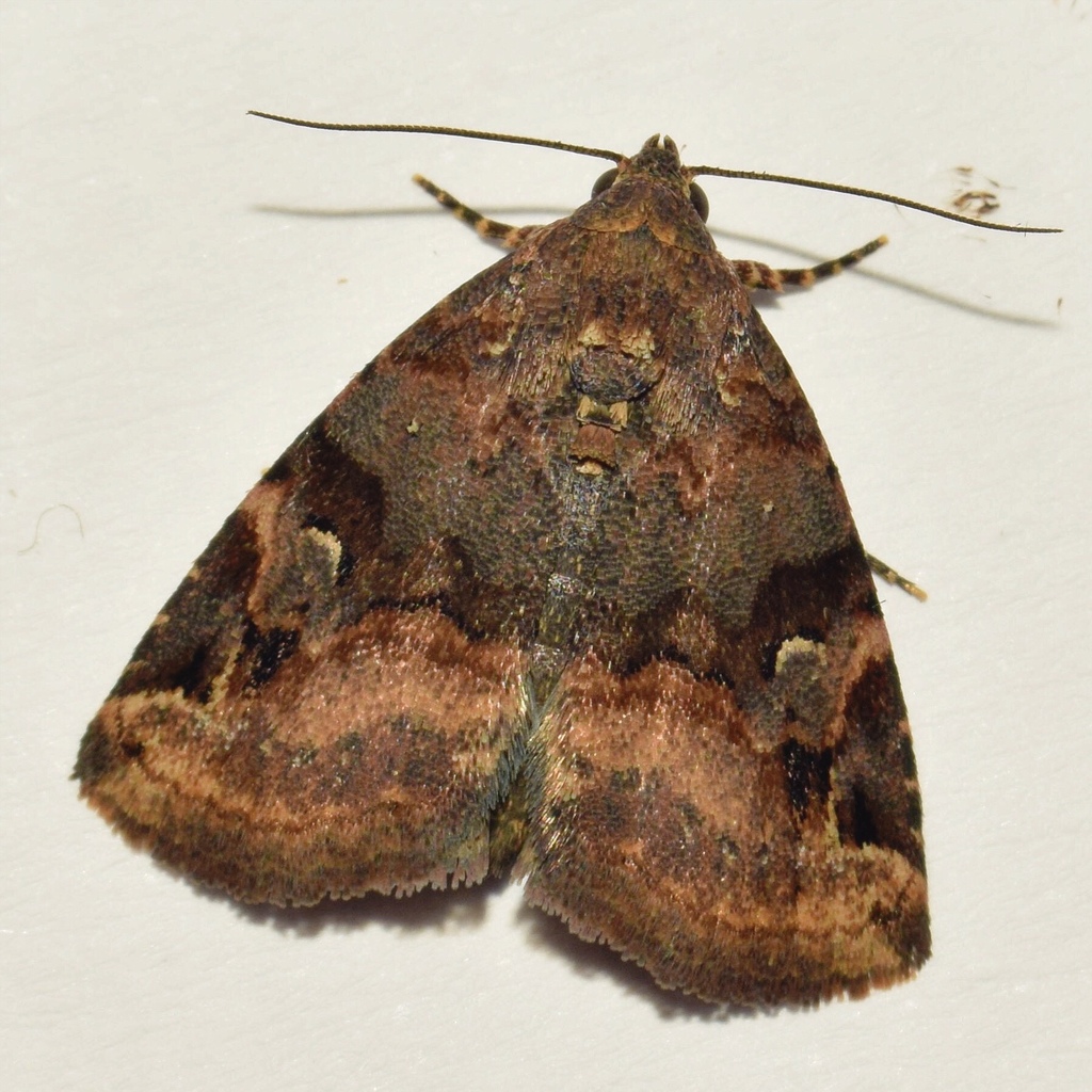 Variable Ozarba