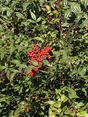 Nandina domestica