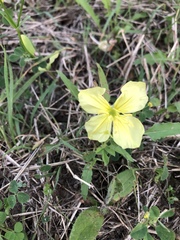 Oenothera triloba