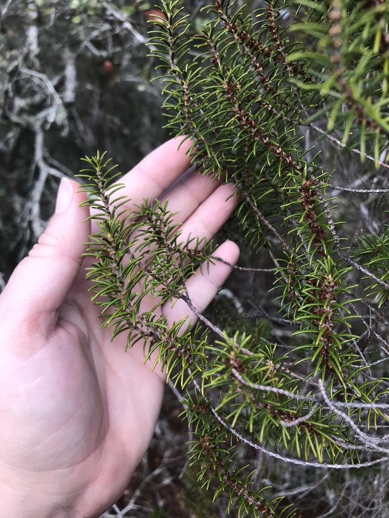 Florida Rosemary In January 2024 By Shelbyrad INaturalist   Large 