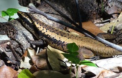 Sulawesi Mabuya photo 4