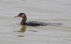 Phalacrocorax carbo