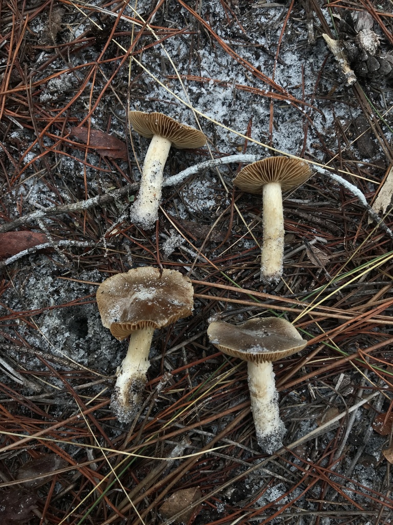 Cortinarius sp. 'FL24'