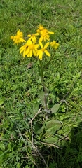 Senecio ampullaceus