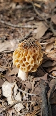 Morchella esculenta