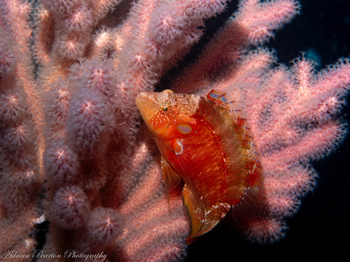 Pteragogus pelycus observed 2024-01-11