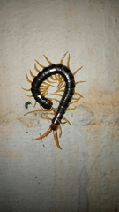 Ethmostigmus rubripes