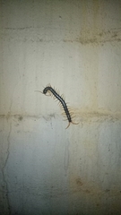 Ethmostigmus rubripes