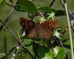Eagris nottoana knysna
