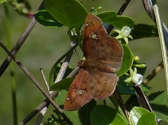 Eagris nottoana knysna