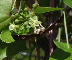 Eagris nottoana knysna