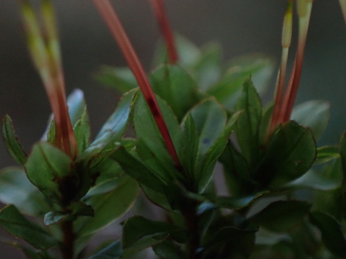 Image of Mnium spinulosum by no rights reserved