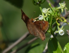 Eagris nottoana knysna