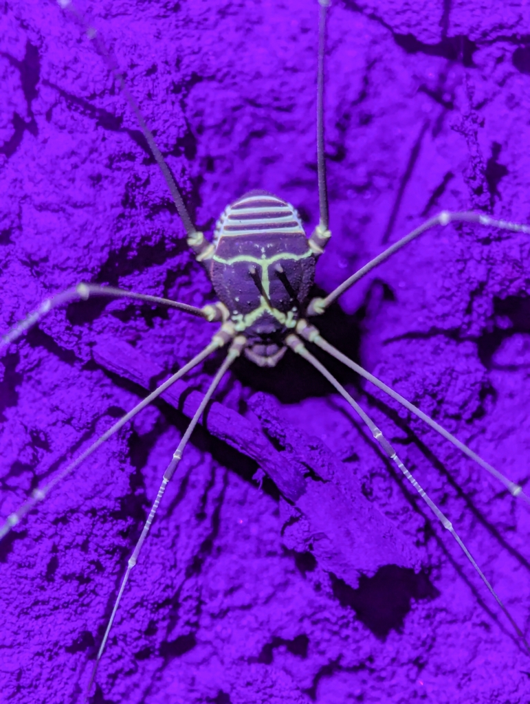 daddy longlegs