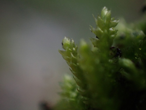 Image of Scleropodium touretii by no rights reserved