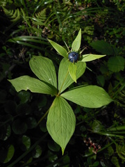 Paris verticillata