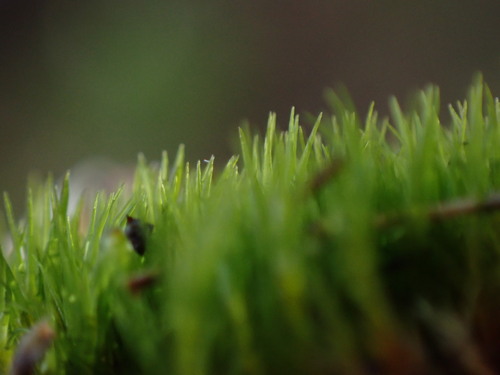 Image of Campylopus fragilis by no rights reserved