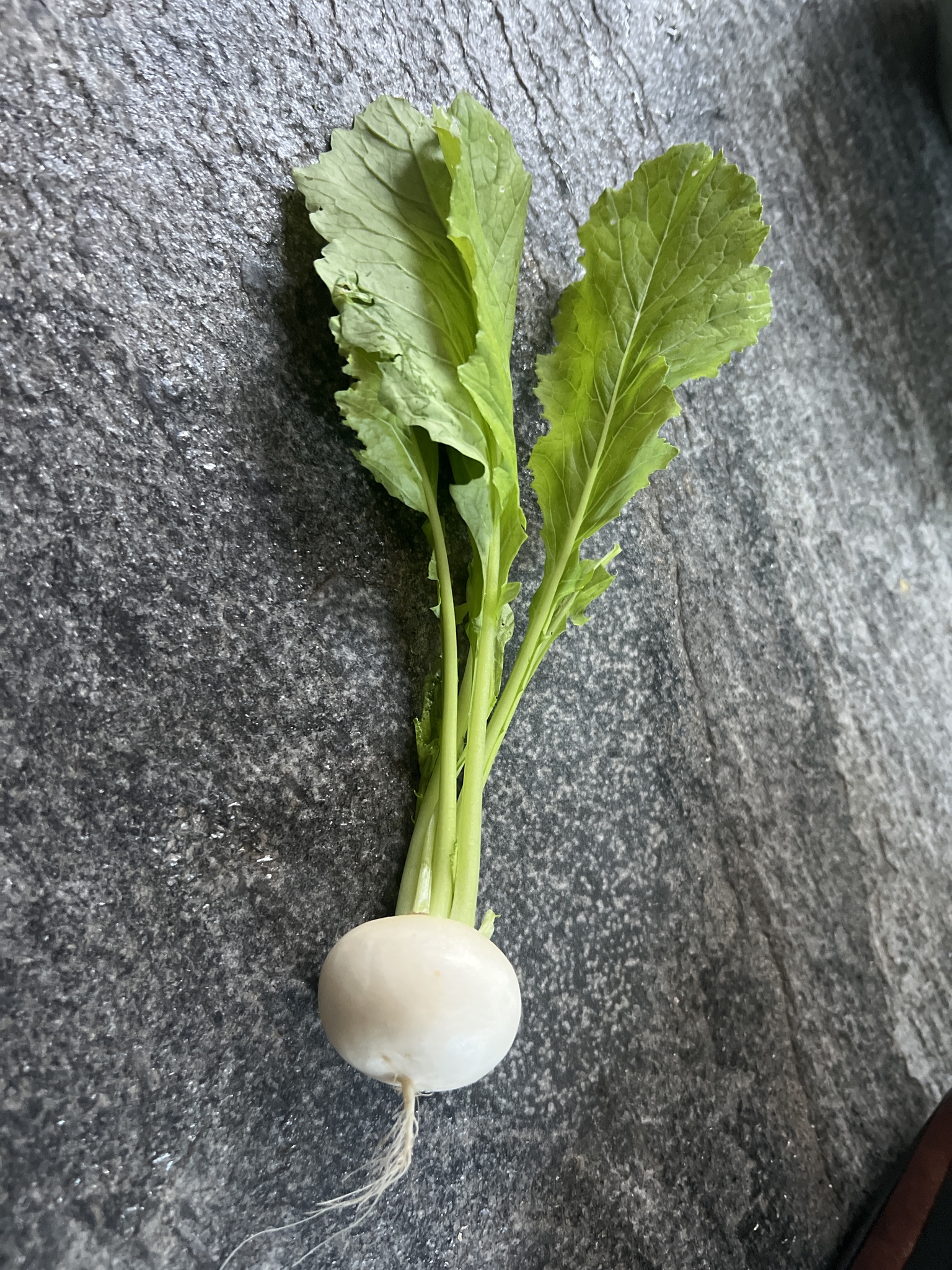Imagem de Rábano