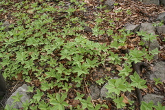 Paris verticillata
