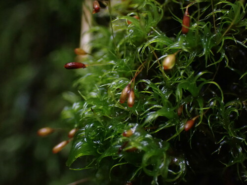 Jenner's Dog-tooth (Cynodontium jenneri)