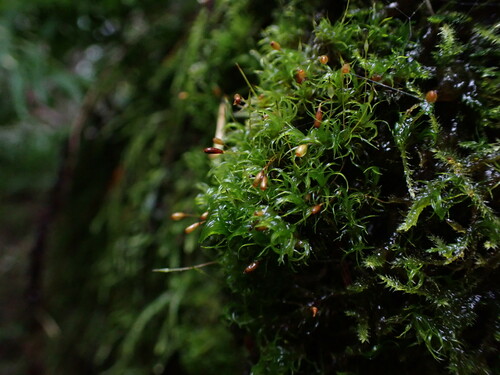 Image of Cynodontium jenneri by no rights reserved