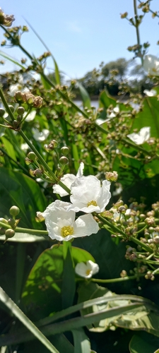 Foto de Amazônia