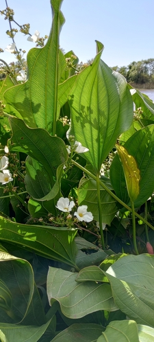 Foto de Amazônia