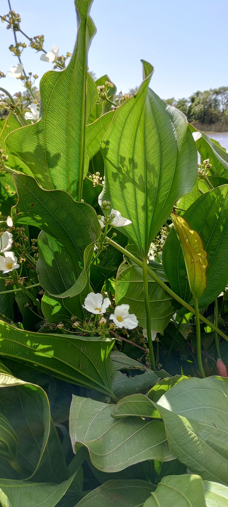 Imagem de Amazônia