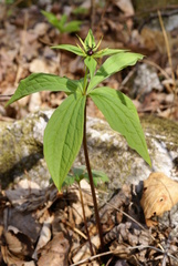 Paris verticillata