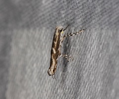 Epicephala albifrons