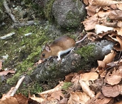 Apodemus flavicollis