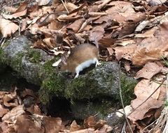 Apodemus flavicollis