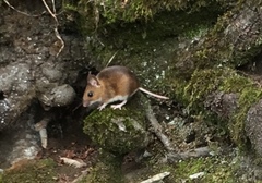 Apodemus flavicollis