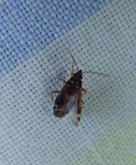 Paramyocara punctatum