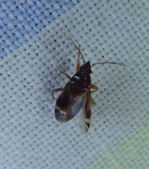 Paramyocara punctatum