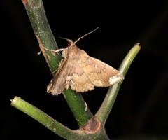 Adrapsa quadrilinealis