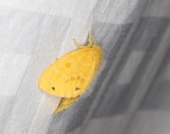 Euproctis cryptosticta