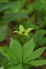 Paris verticillata