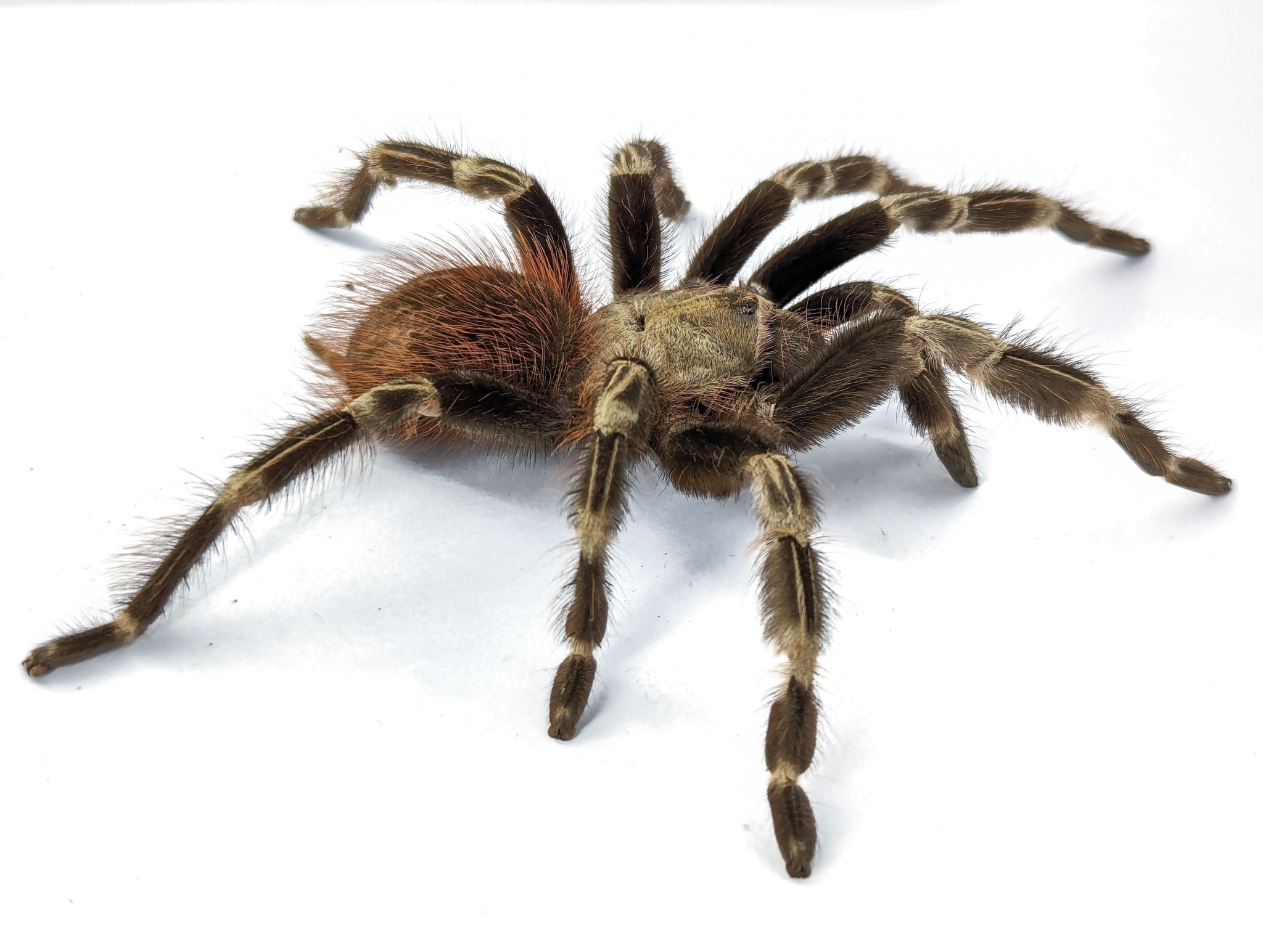 Brazilian Red-and-white Tarantula (Vitalius chromatus) · iNaturalist