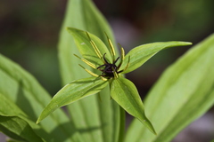 Paris verticillata